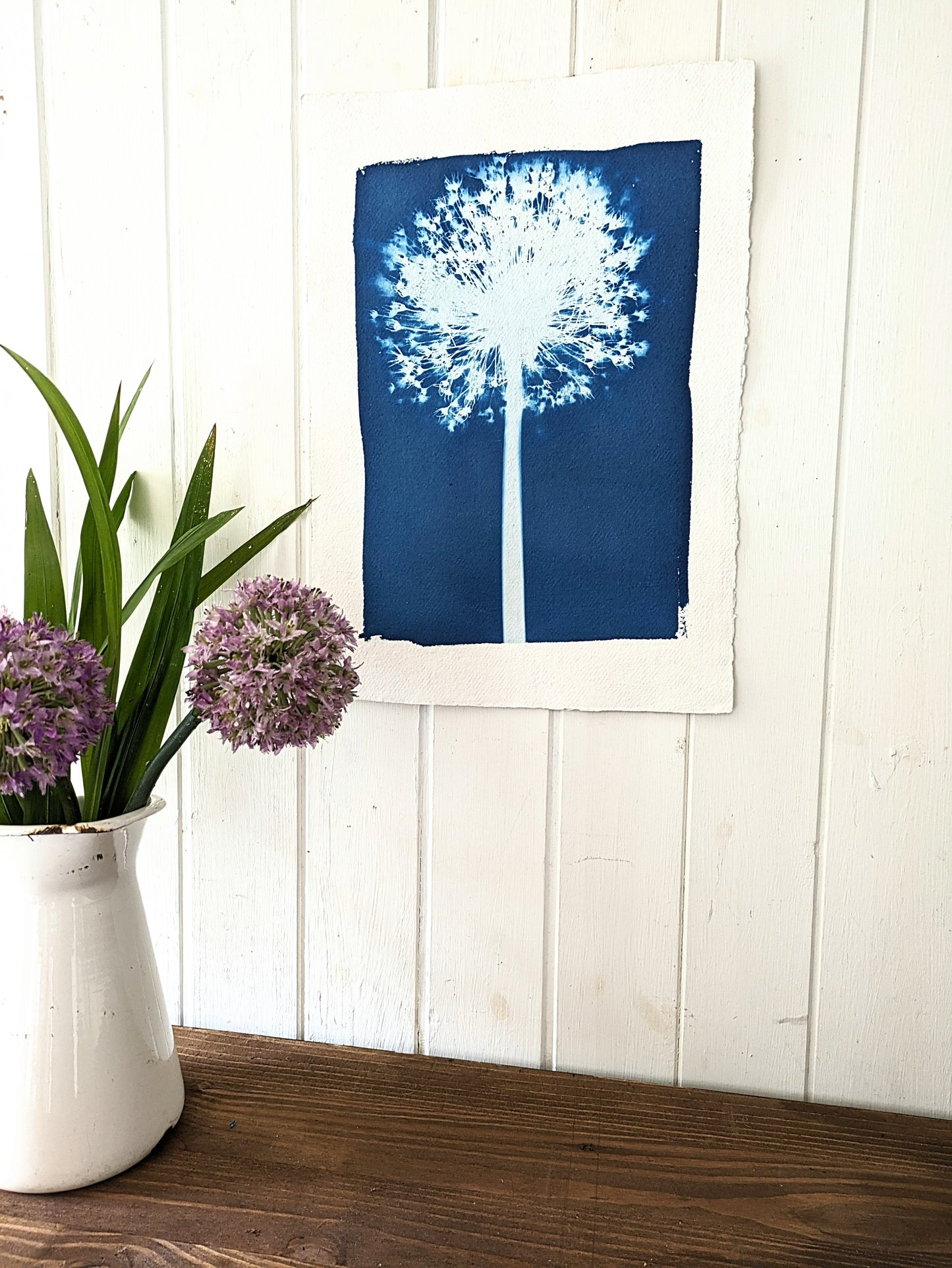 A3 Allium Cyanotypes