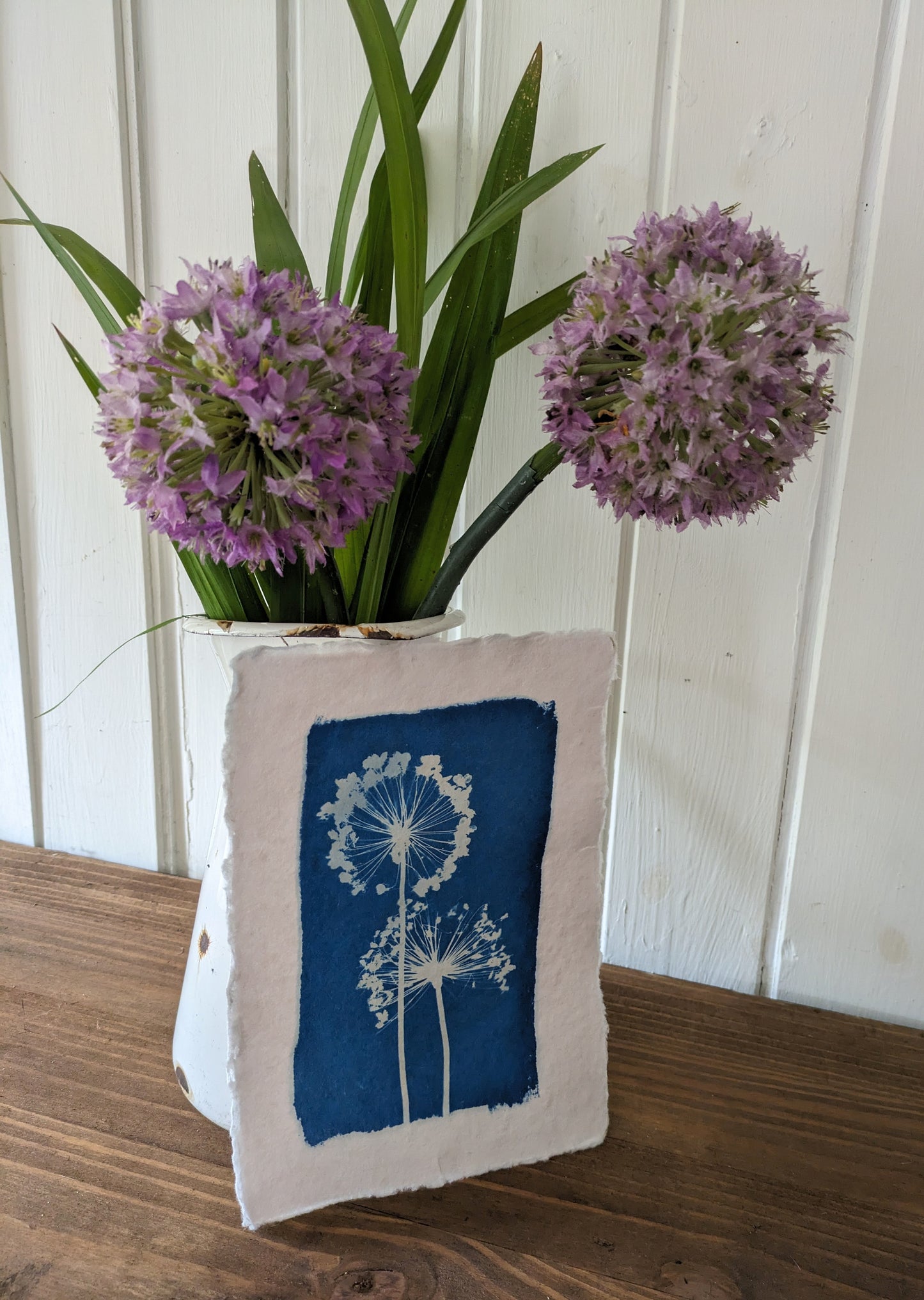 A5 Allium Cyanotypes