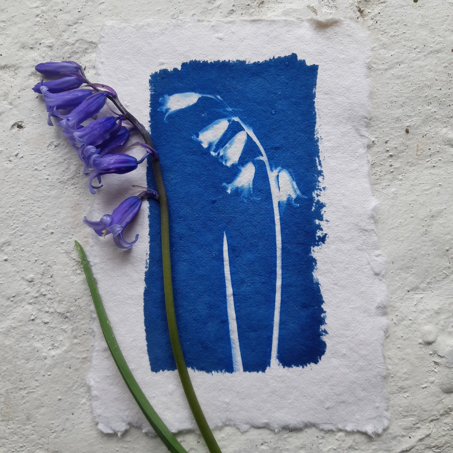 A6 Cyanotypes