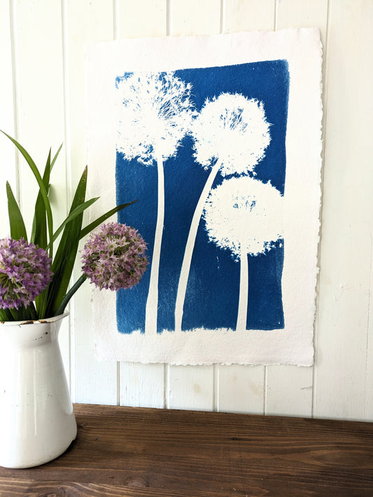 A2 Allium Cyanotypes