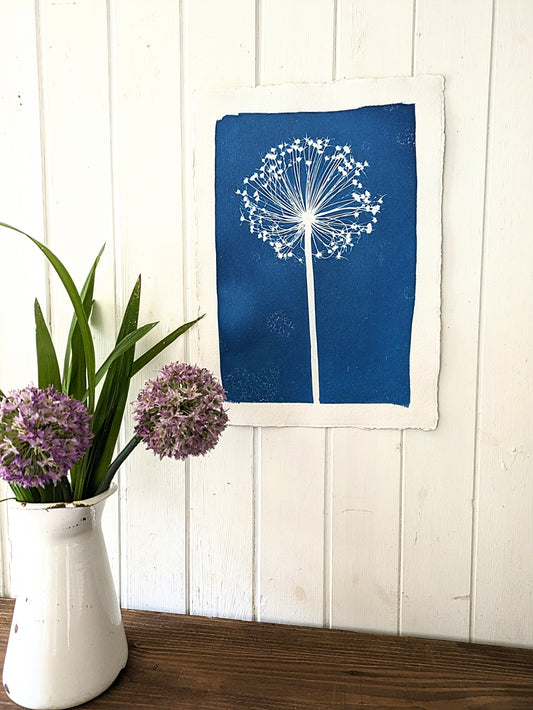 A3 Allium Cyanotypes