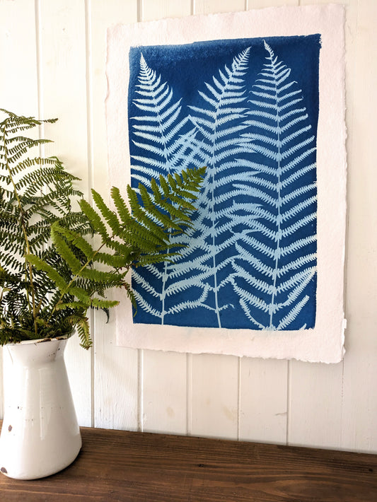 A2 Fern Cyanotypes