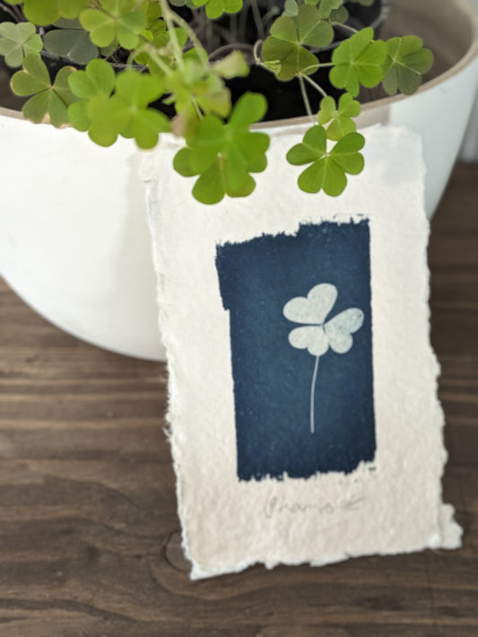 A6 Shamrock Cyanotypes